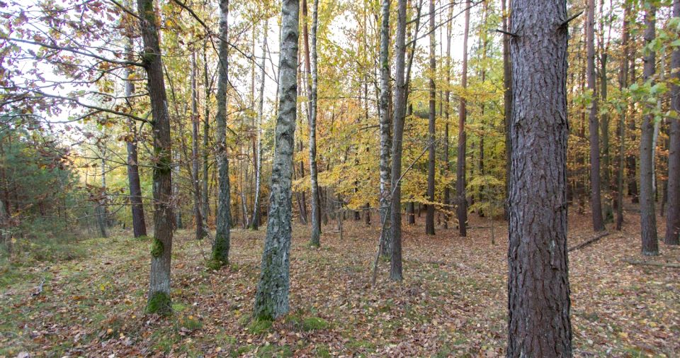 Działka leśna Gwda Wielka