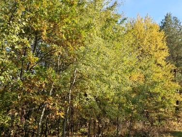 Działka budowlana Jesówka