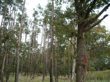 Zalesiona działka Chróścice