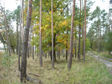 Działka leśna Chróścice