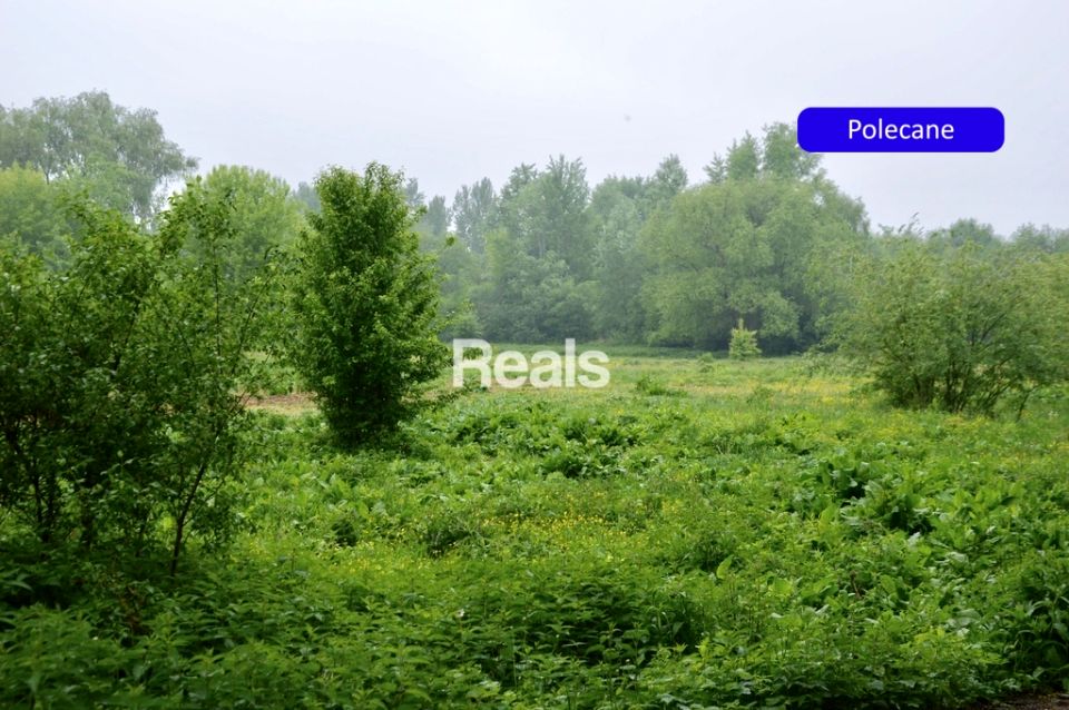 Działka siedliskowa Skierdy