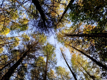 Działka leśna Łęki Górne