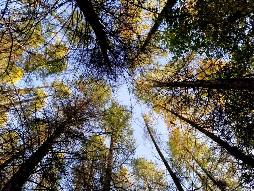 Działka leśna Łęki Górne