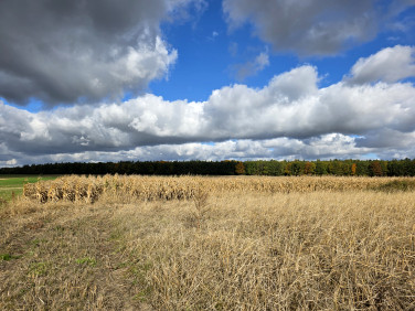 Działka budowlana Jabłonna Pierwsza