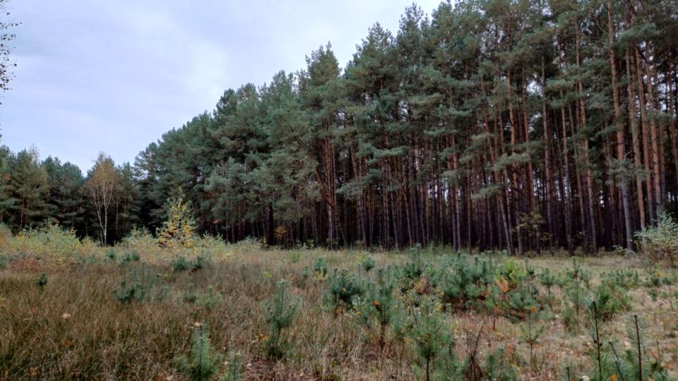 Działka budowlana Boruja Kościelna