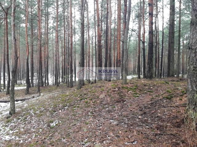 Działka leśna Warszawa