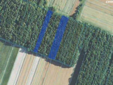 Działka leśna Majdan Skrzyniecki