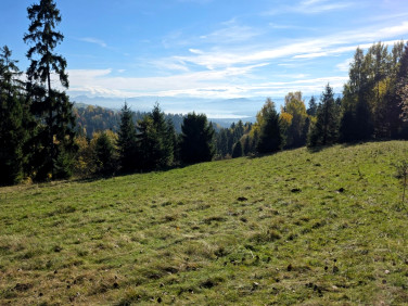 Działka rolno-leśna Knurów