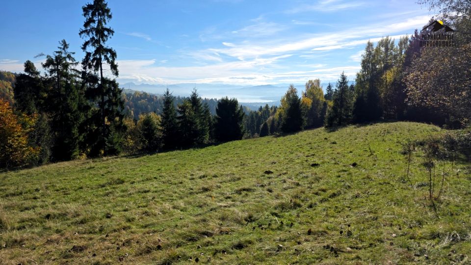 Działka rolno-leśna Knurów