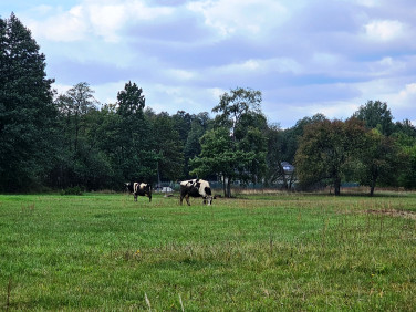 Działka budowlana Wola Ducka