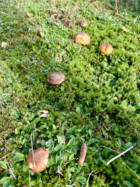 Działka budowlana Leźno