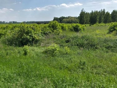 Działka Gruszczyn