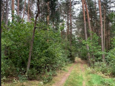 Działka leśna Dąbrowa-Łazy