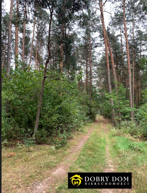 Działka leśna Dąbrowa-Łazy