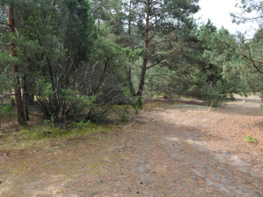 Działka leśna Pawły