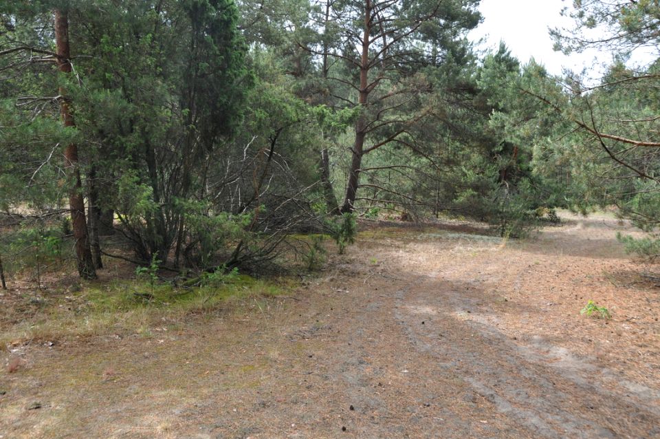 Działka leśna Pawły