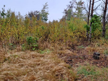 Działka budowlana Kupientyn