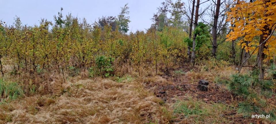 Działka budowlana Kupientyn