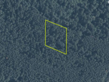 Działka leśna Białka