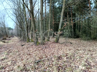 Działka przy lesie
