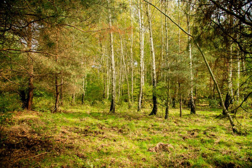 Działka budowlano-rolna Biadoliny Radłowskie
