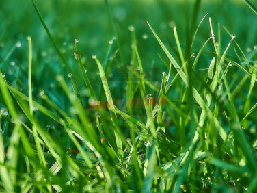 Działka budowlana Schodnia