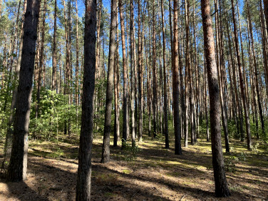 Działka leśna Uhowo