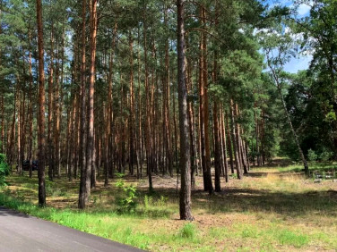Działka rolno-leśna Nowe Polesie