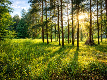 Działka budowlana Wincentówek