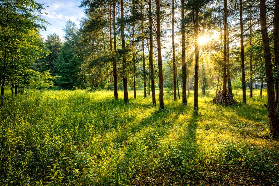 Działka budowlana Wincentówek