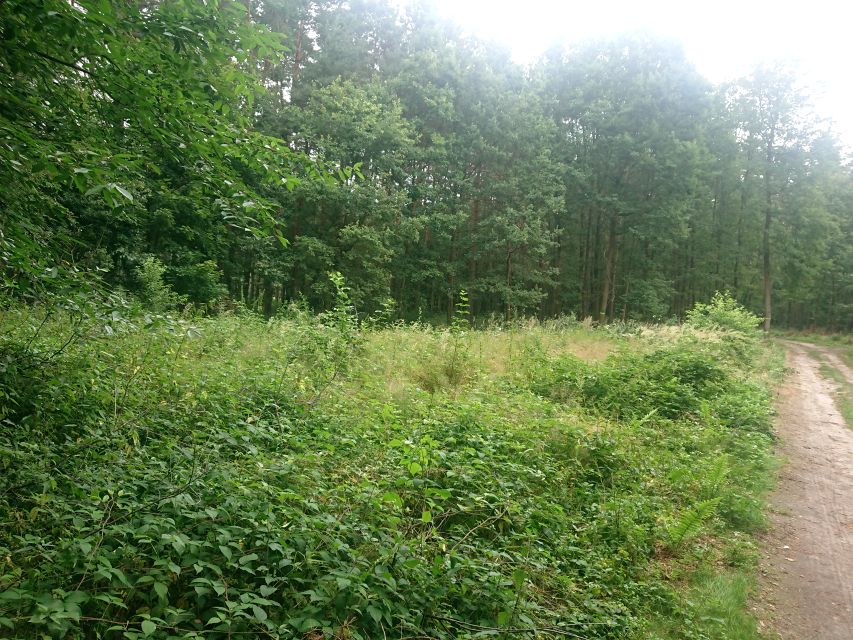 Działka leśna Gąsiorowice