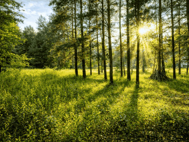 Działka Wincentówek