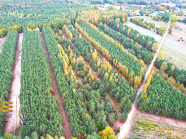 Działka leśna Stary Antonin