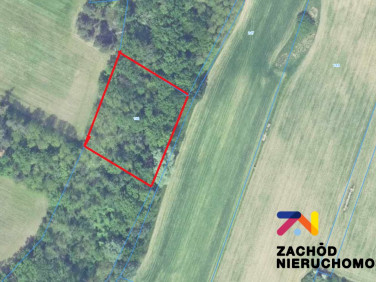 Działka leśna Dąbrowa sprzedam