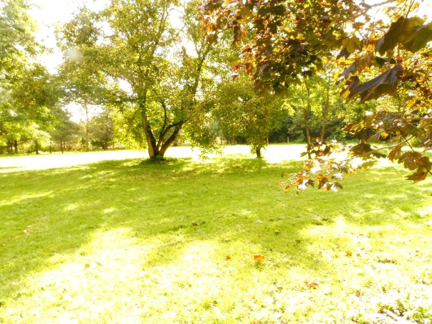 Działka budowlana Wola Pękoszewska