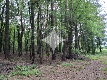 Działka leśna Łapy