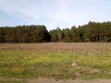 Pusta działka Dzikowo