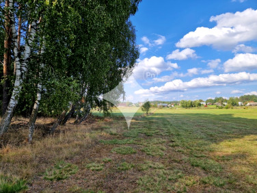 Działka leśna Krynickie