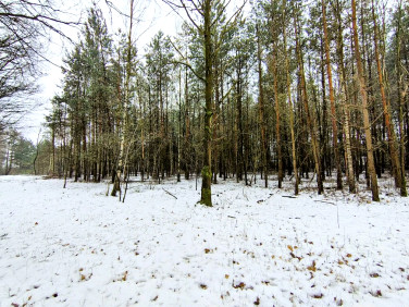 Działka budowlana Sokolniki-Las