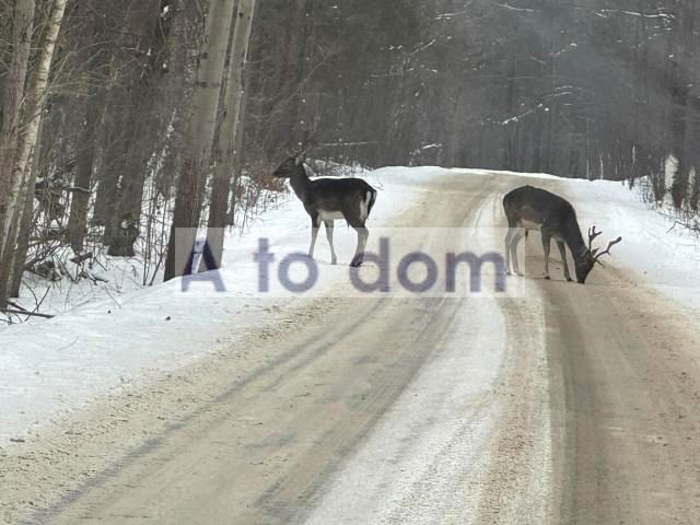 Dom Wólka Wiciejowska sprzedaż