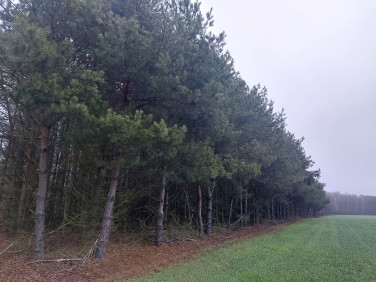 Działka leśna Marusy