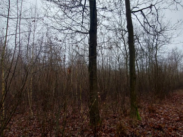 Działka leśna Skaszewo Włościańskie