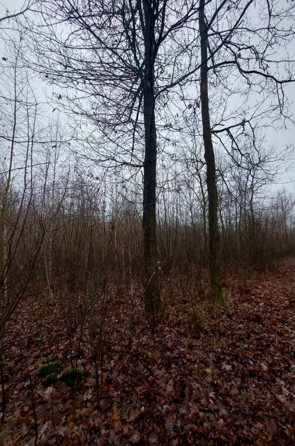 Działka leśna Skaszewo Włościańskie