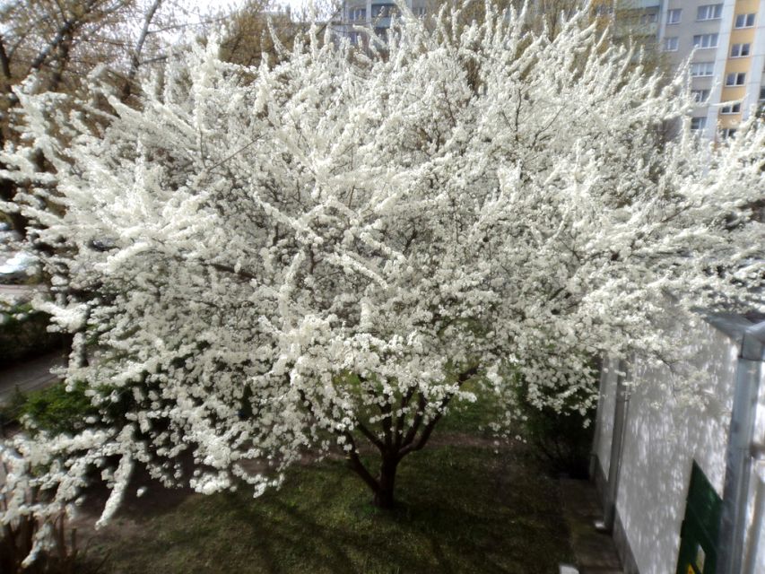 Mieszkanie blok mieszkalny sprzedaż