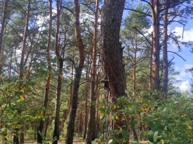 Działka budowlana Radzymin sprzedam