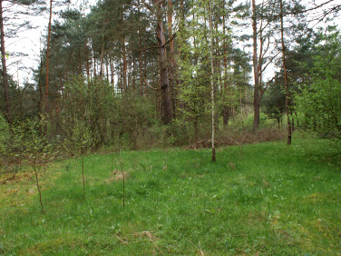 Działka rekreacyjna Czerwona Wola