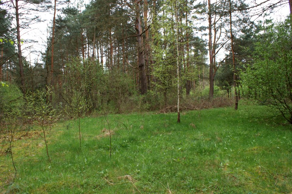 Działka rekreacyjna Czerwona Wola