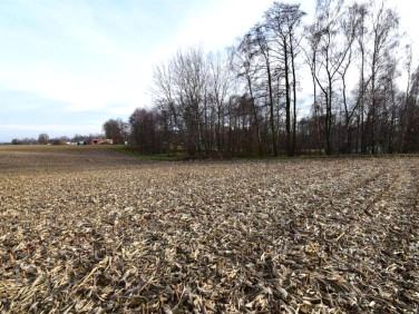 Działka budowlana Studzionka