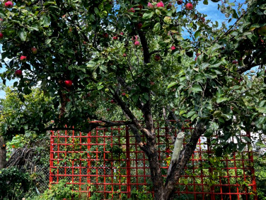 Działka rekreacyjna Stary Kisielin