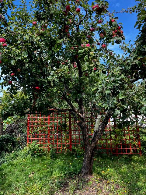 Działka rekreacyjna Stary Kisielin